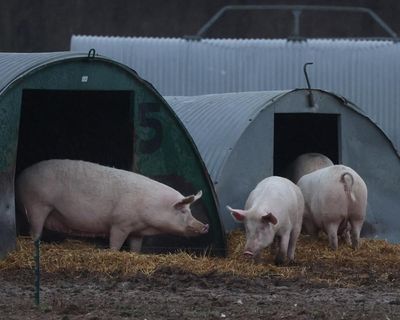 More than 75% of Labour, Lib Dem and Green voters think PM should open talks on joining EU customs union – UK politics live