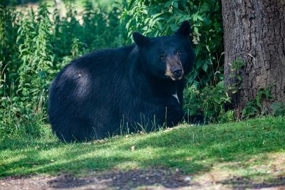 'Unusually Large' Black Bear Spotted Crossing Highway in Georgia: Is Massive 'Yogi Bear' Real or AI-Generated?