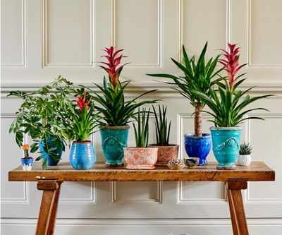 Surprise! That Houseplant You Can't Keep Alive is Actually a Succulent – and I Have the Expert Advice You Need to Save It
