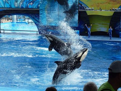 SeaWorld Killer Whale Katina Dies at 50 as Critics Question Lifelong Captivity