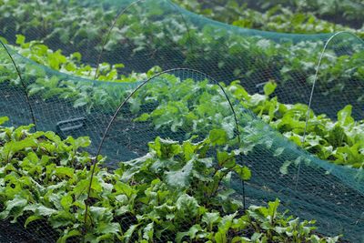 9 Ways to Use Garden Wire Netting to Protect Plants from Ice Damage