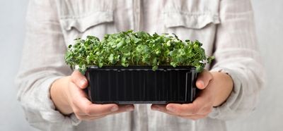 What Garden Bloggers Are Saying About Winter Microgreens