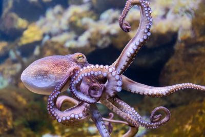 Conservationists ‘flabbergasted’ by record number of octopus in UK waters