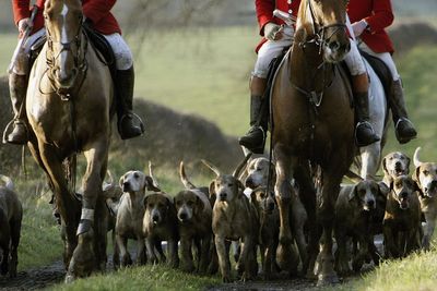 Trail hunting: What is it and why is it so controversial?