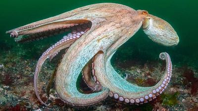 ‘Year of the octopus’: How climate change is pushing the sea’s smartest creature into new territory