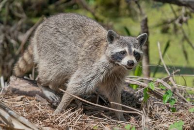 Raccoon falls from ceiling of an upscale Wisconsin restaurant and bites customer, authorities say