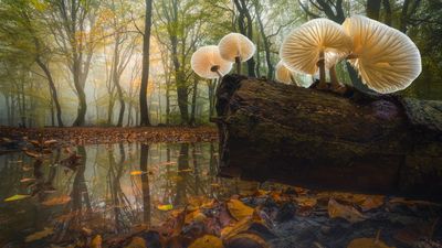 Mushrooms, mist and a 16mm gamble: here's what happened when photographer Albert Dross went ultra-wide and ultra-low with his camera