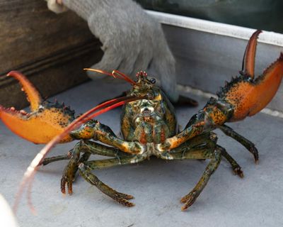 Boiling lobsters alive to be banned in England amid animal cruelty crackdown