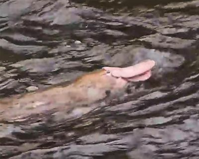 Pink platypus spotted in Gippsland far from a monochrome monotreme