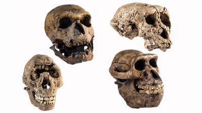 Scientists claim 'Lucy' may not be our direct ancestor after all, stoking fierce debate