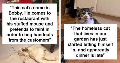 84 Pics That Prove Cats Are Little Jerks You Just Can’t Be Mad At