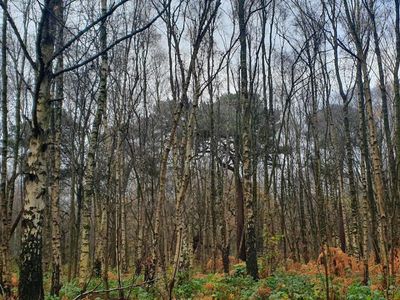 Country diary: Welcome to the woods where bomber aircraft once hid