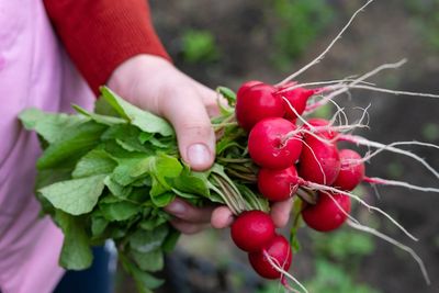 Your essential gardening guide for each month of 2026