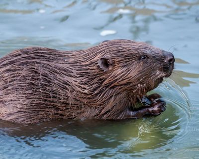 Something gnawed your oak tree? Sink hole in your road? How Zurich’s beaver hotline is reassuring residents