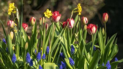 Most Gardeners Forget These Winter Bulb Tasks – But They'll Make Your Spring Blooms Amazing, Say Garden Pros