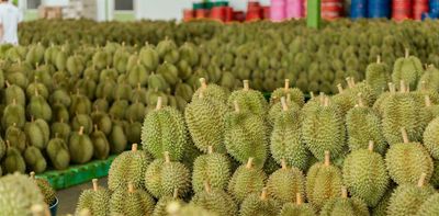 China’s durian craze has turned this tropical fruit into a tool of diplomacy