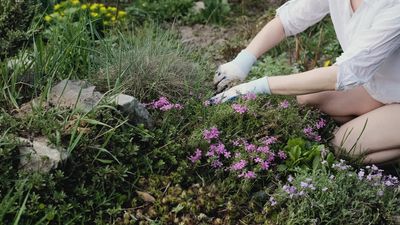 7 Insidious Weeds That Will Take Over Your Garden if You Ignore Them