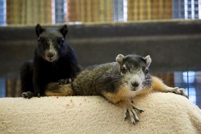 ‘Rare’ squirrels set free together after bonding at Florida wildlife hospital
