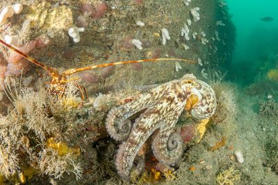 Experts brand 2025 the ‘year of the octopus’ after record sightings in UK