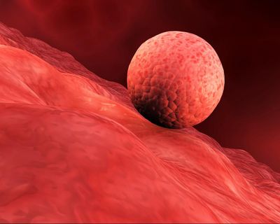 Scientists create replica human womb lining and implant early-stage embryos