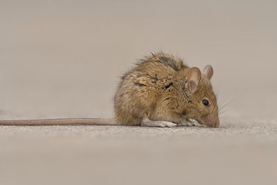 Washington state officials warn of toilet rats after floods: ‘Try to stay calm’