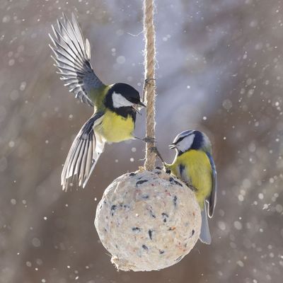 These are the best things to feed birds in winter, according to wildlife experts – they provide steady energy and nutrition all season