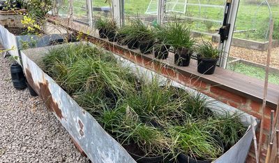 One of UK’s rarest plants brought back from brink of extinction