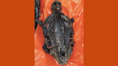 Bananas at O'Hare: Passenger Caught Smuggling Primate Meat Through Chicago Airport