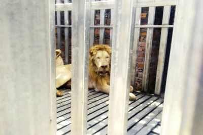 Starving lions, bears found caged in abandoned Cambodian casino