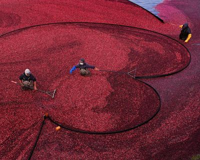 Wednesday briefing: What your Christmas cranberries reveal about the climate crisis