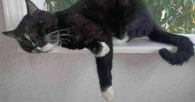 50 Cats That Are Just One Existential Crisis After Another