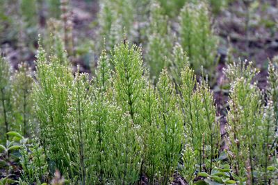 5 Weeds That Look Harmless but Can Ruin an Entire Garden Bed