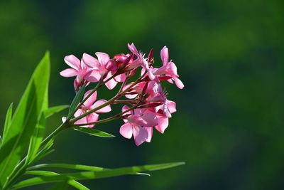 Do You Know Which Plants Are Secretly Poisonous in Your Backyard?