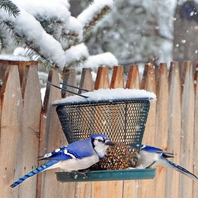 How to make a Christmas dinner for birds – the festive treats wildlife experts are adding to their bird feeder on the big day