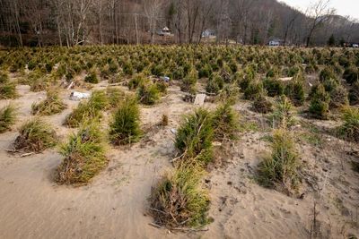 North Carolina Christmas tree farmers are optimistic after Hurricane Helene