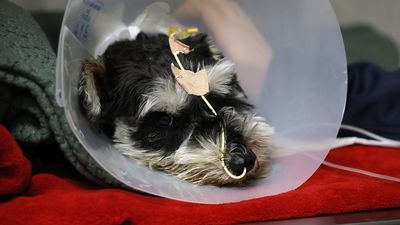 Festive foods for Fido a 'no no', pet owners warned