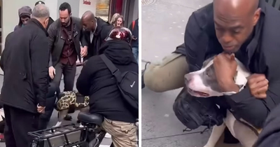 Pit Bull Attacks Toddler On Packed Manhattan Street, Refuses To Release Grip