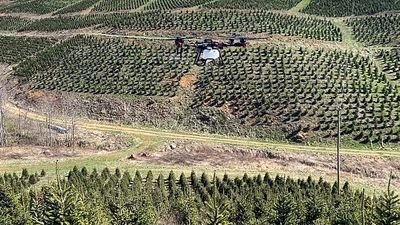 Why Christmas tree farms are turning to drones and AI this year