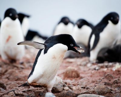 Wild animals are great gift givers – and there’s one present in particular I’d love to receive for Christmas