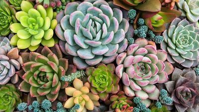 Can You Grow Succulents in Water? The 1 Soil-Free Method That Works for These Desert Plants