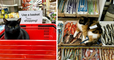 56 Cute Photos Of Bodega Cats That Feel Like Masters Of The Shops