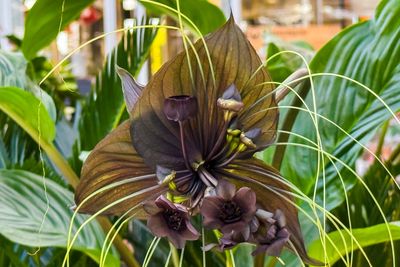 8 Exotic Flowers Gardeners Are Secretly Trading Right Now