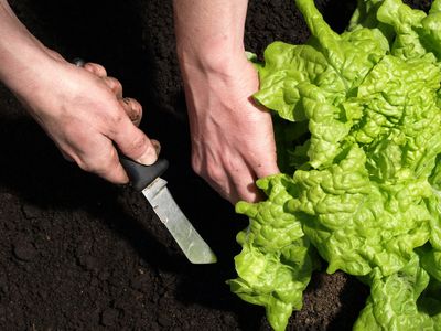 5 Weirdly Useful Garden Tools You’ll End Up Using Every Day