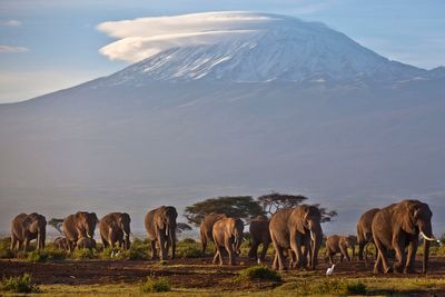 Five killed including two tourists after helicopter crashes on Mount Kilimanjaro