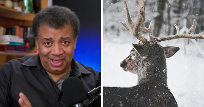 The Internet Is Losing It After Neil deGrasse Tyson Explains Gender Of Santa’s Reindeer Rudolph