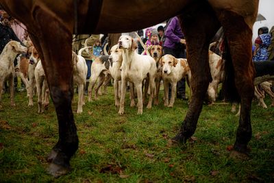 Starmer warned of rural backlash as hunt crackdown looms