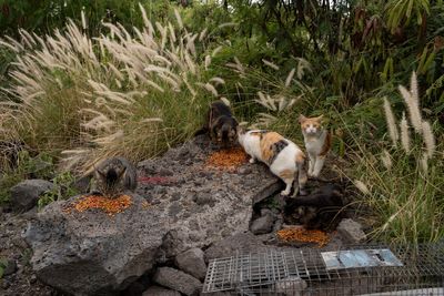 Hawaii's Big Island bans feeding feral cats in an effort to help endangered native species