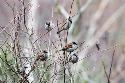 Country diary: Little rituals to help sparrows and wrens