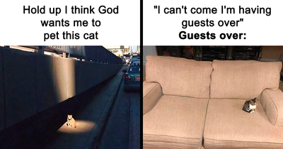 50 Times Cats Accidentally Became Internet Icons