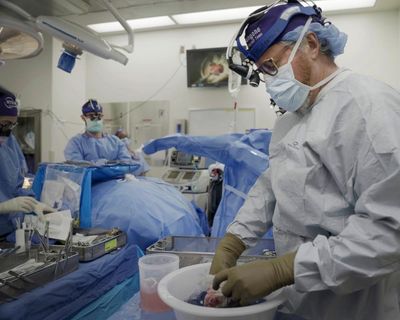 Pig organ transplants could one day be superior to human ones, says expert